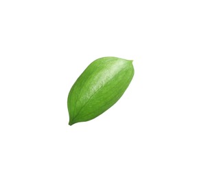 Photo of One fresh green Ruscus leaf isolated on white