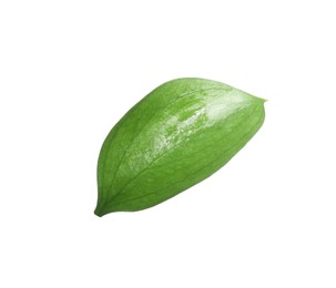 Photo of One fresh green Ruscus leaf isolated on white