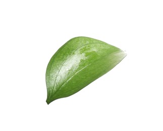 Photo of One fresh green Ruscus leaf isolated on white