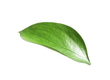 Photo of One fresh green Ruscus leaf isolated on white