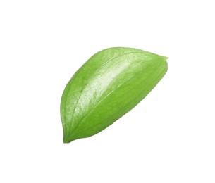 Photo of One fresh green Ruscus leaf isolated on white