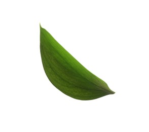 Photo of One fresh green Ruscus leaf isolated on white