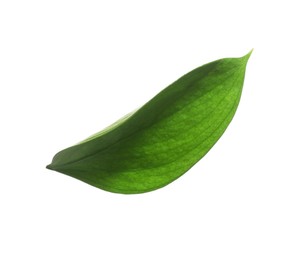 Photo of One fresh green Ruscus leaf isolated on white