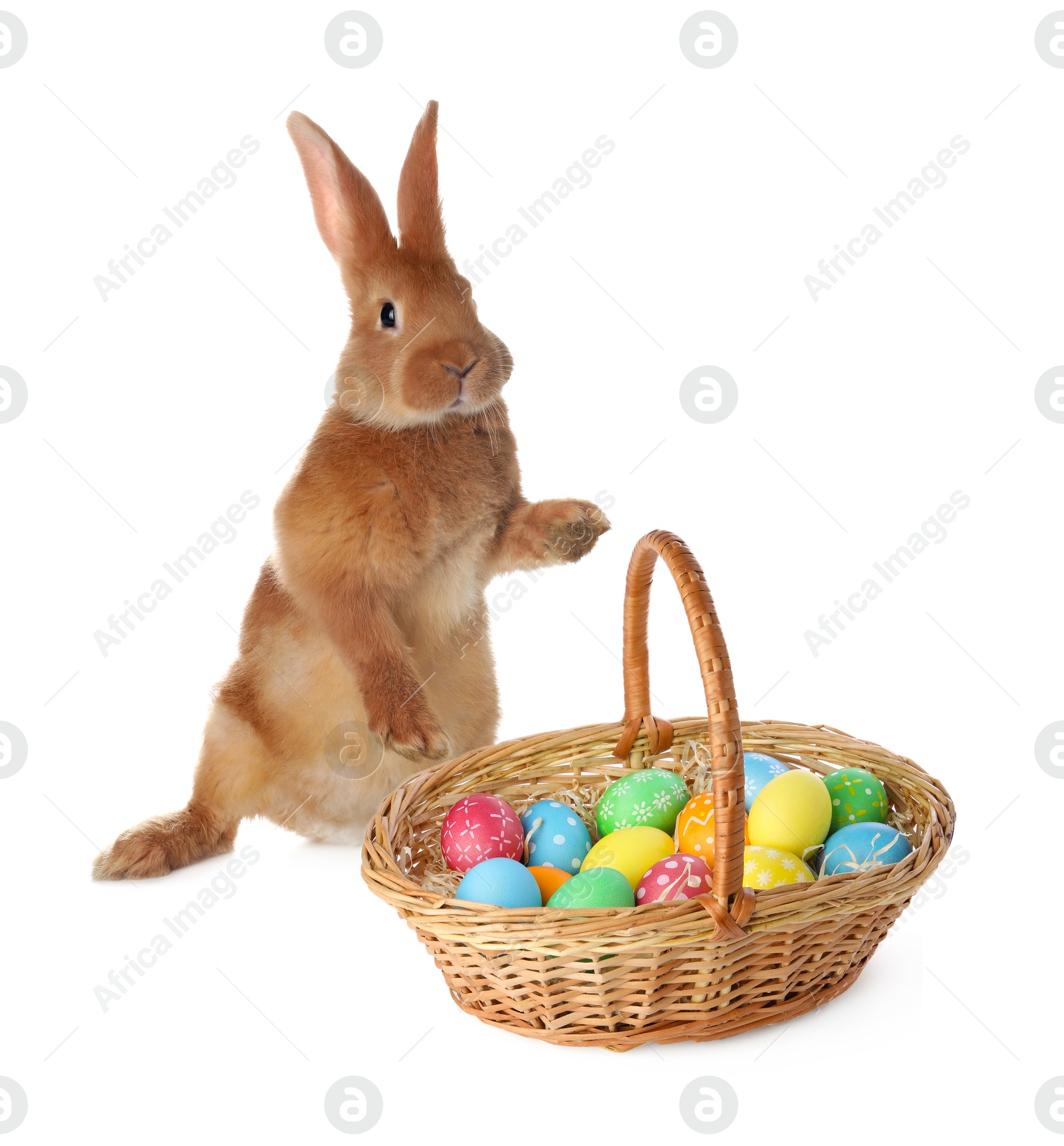 Cute fluffy rabbit and colorful Easter eggs isolated on white Image of Cute fluffy rabbit and colorful Easter eggs isolated on white