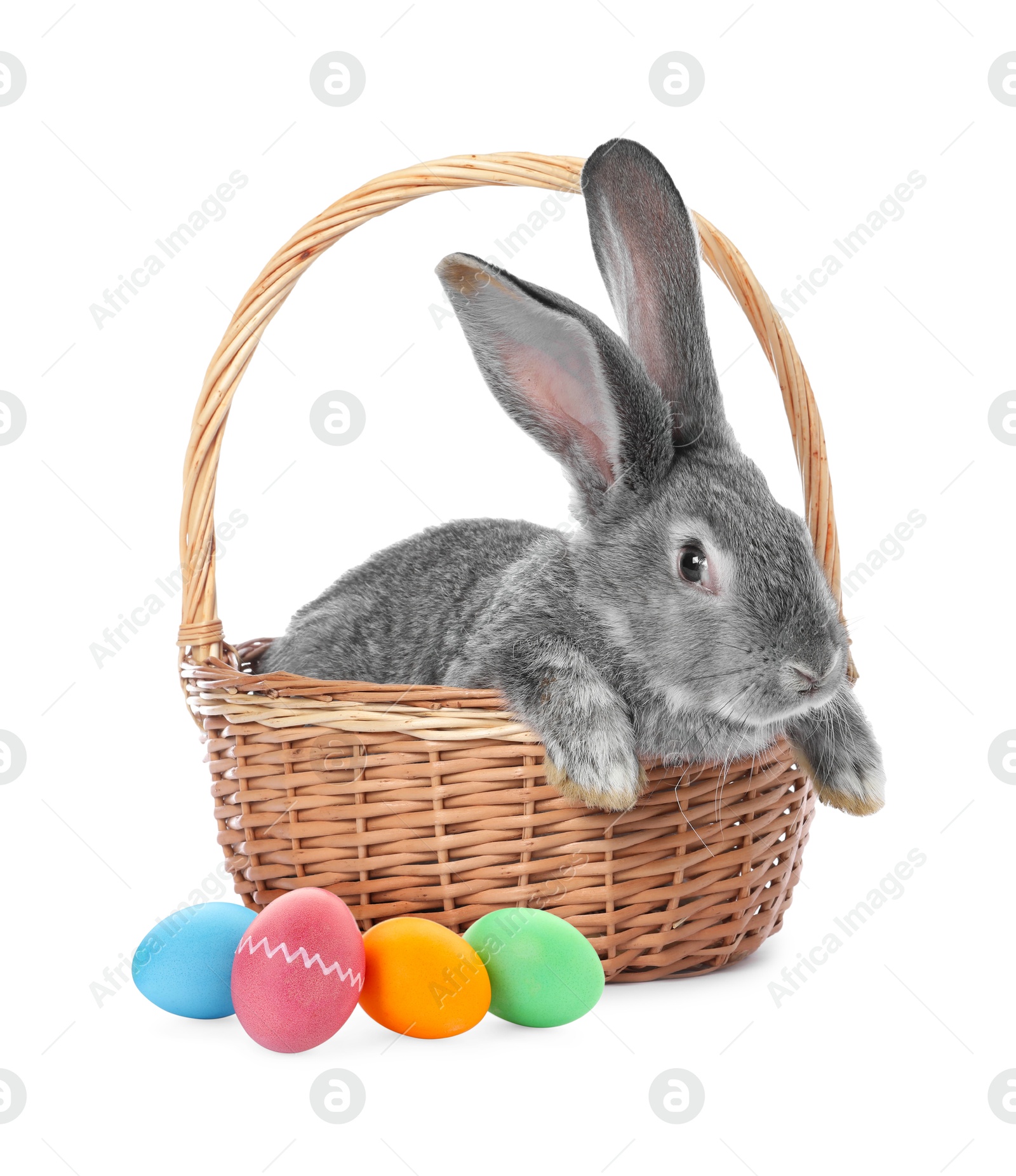 Cute fluffy rabbit and colorful Easter eggs isolated on white Image of Cute fluffy rabbit and colorful Easter eggs isolated on white