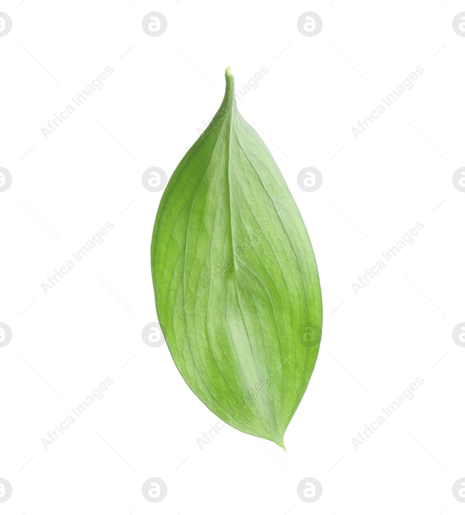 One fresh green Ruscus leaf isolated on white Photo of One fresh green Ruscus leaf isolated on white