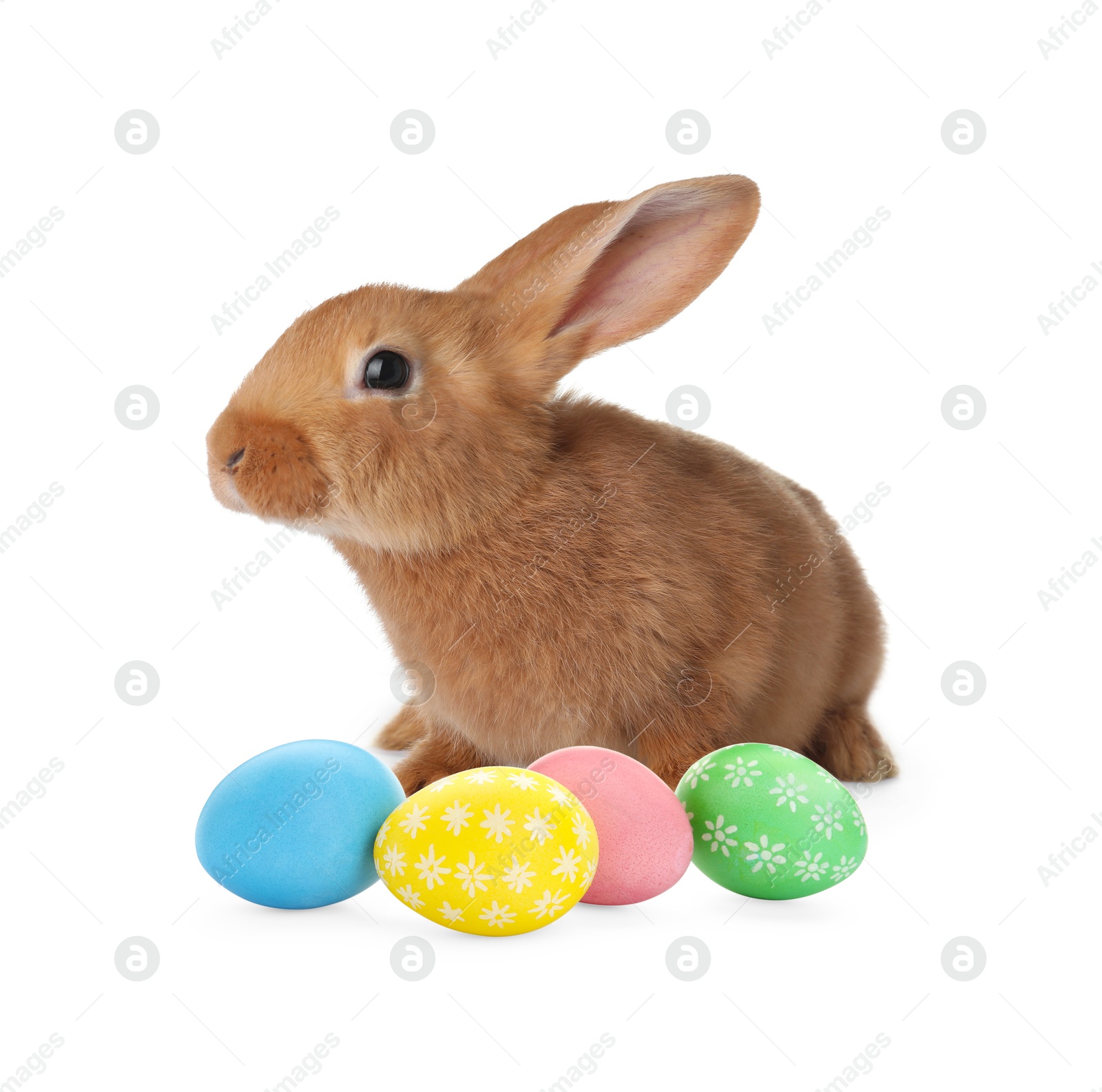 Cute fluffy rabbit and colorful Easter eggs isolated on white Image of Cute fluffy rabbit and colorful Easter eggs isolated on white