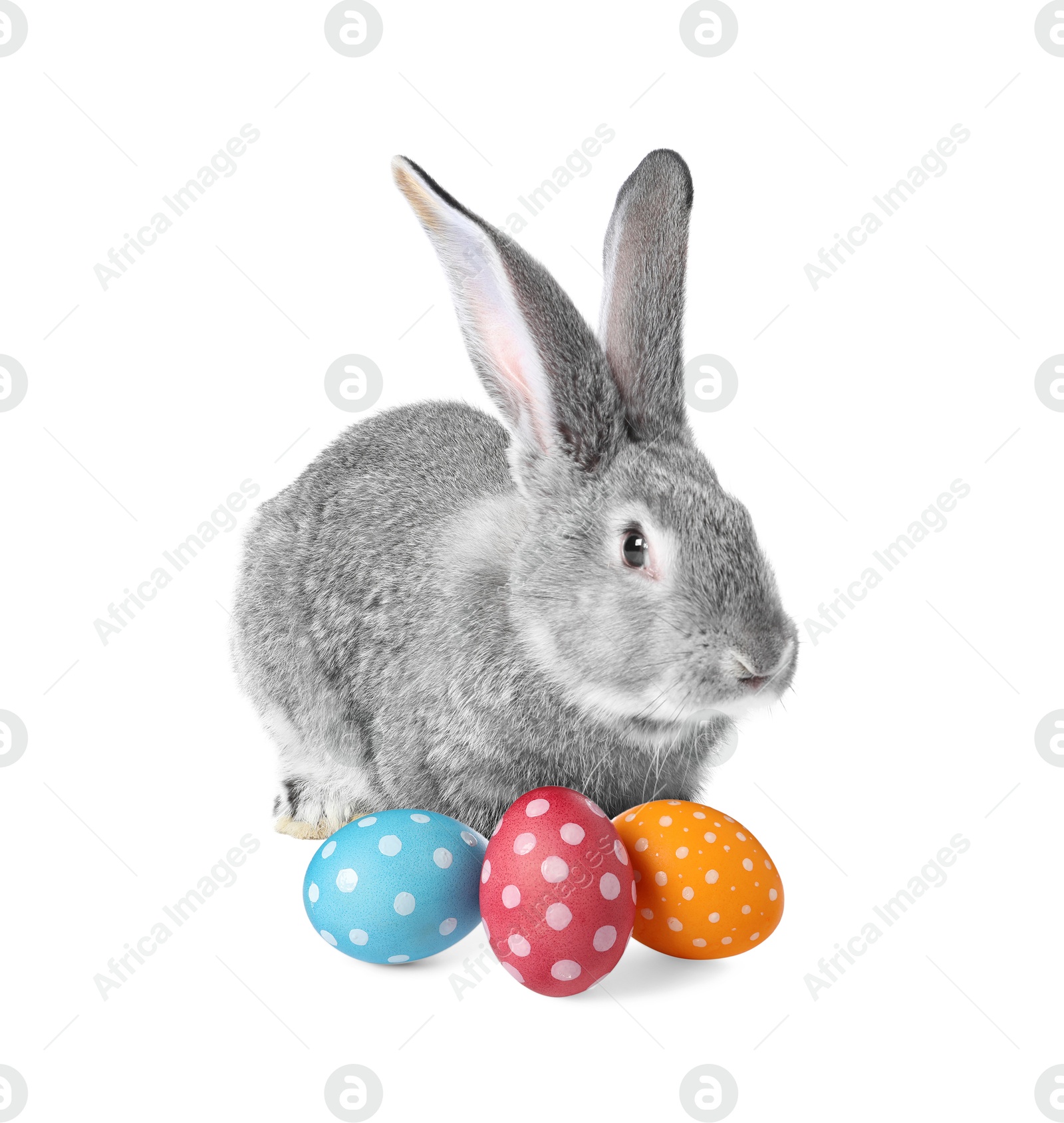 Cute fluffy rabbit and colorful Easter eggs isolated on white Image of Cute fluffy rabbit and colorful Easter eggs isolated on white