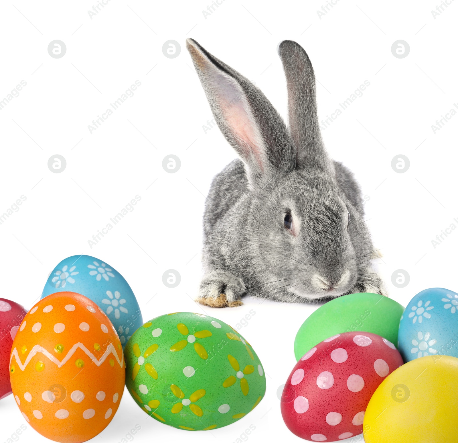 Cute fluffy rabbit and colorful Easter eggs isolated on white Image of Cute fluffy rabbit and colorful Easter eggs isolated on white