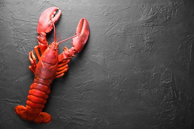 Photo of Delicious boiled lobster on black table, top view. Space for text