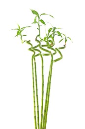 Photo of Decorative green bamboo stems on white background