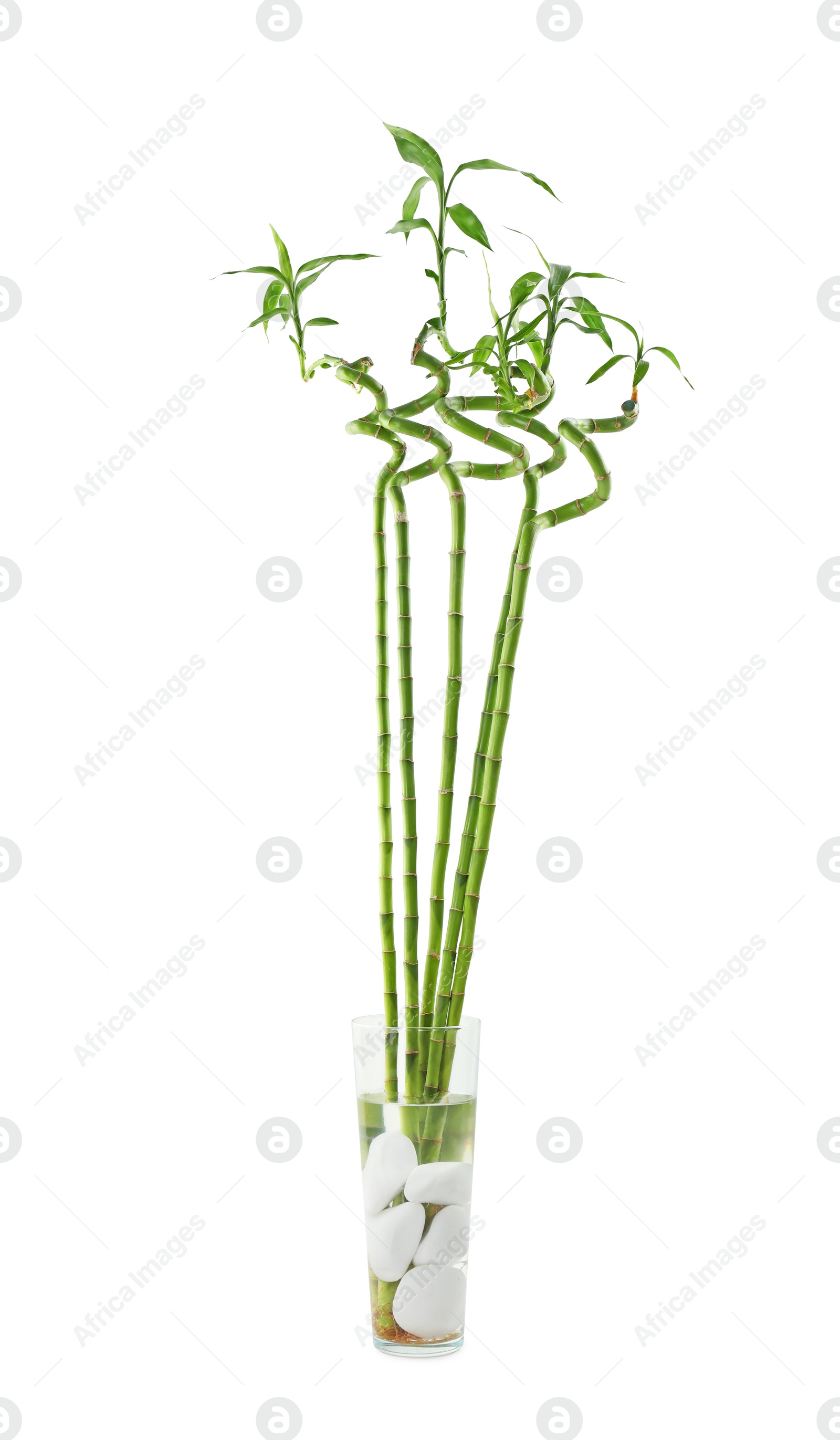 Photo of Decorative green bamboo stems in vase on white background