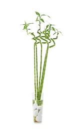 Photo of Decorative green bamboo stems in vase on white background