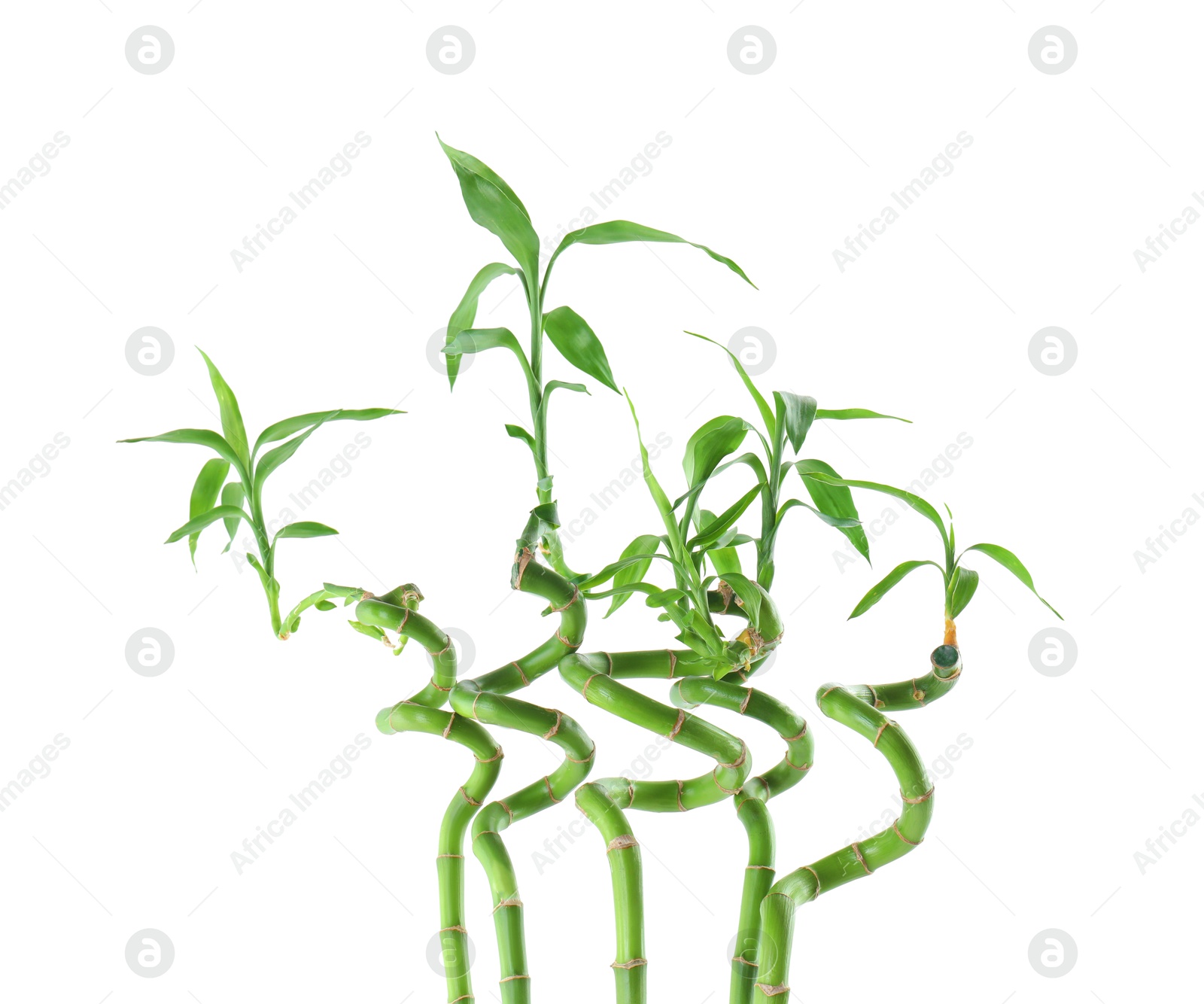 Photo of Decorative green bamboo stems on white background