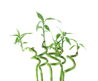 Decorative green bamboo stems on white background