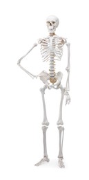 Photo of Artificial human skeleton model isolated on white