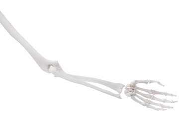 Photo of Artificial human skeleton model isolated on white, closeup