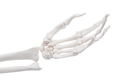 Photo of Artificial human skeleton model isolated on white, closeup