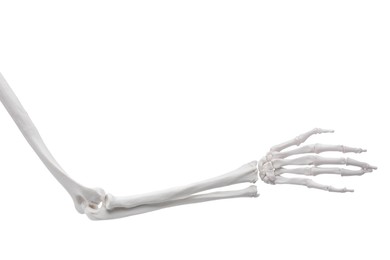 Photo of Artificial human skeleton model isolated on white, closeup