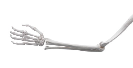 Photo of Artificial human skeleton model isolated on white, closeup