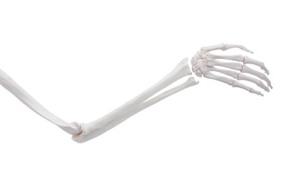 Photo of Artificial human skeleton model isolated on white, closeup