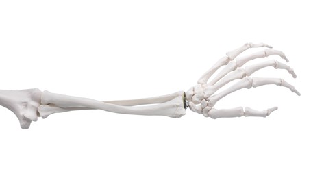 Photo of Artificial human skeleton model isolated on white, closeup