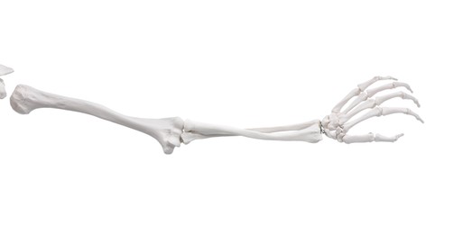 Photo of Artificial human skeleton model isolated on white, closeup