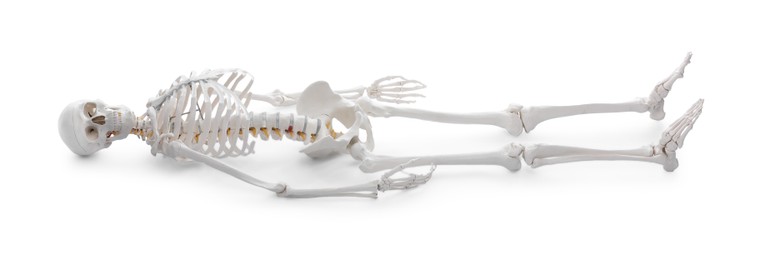 Photo of Artificial human skeleton model isolated on white