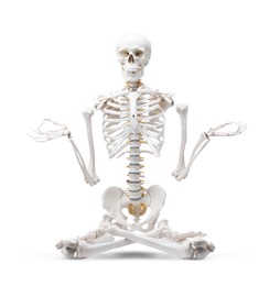 Photo of Artificial human skeleton model isolated on white