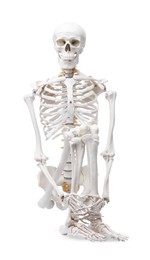 Photo of Artificial human skeleton model isolated on white