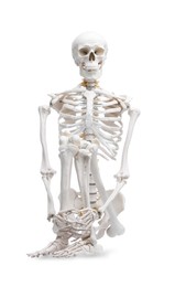 Photo of Artificial human skeleton model isolated on white