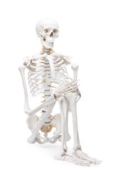 Photo of Artificial human skeleton model isolated on white