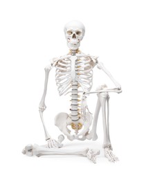 Photo of Artificial human skeleton model isolated on white