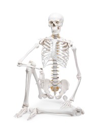 Photo of Artificial human skeleton model isolated on white