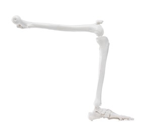 Photo of Artificial human skeleton model isolated on white, closeup