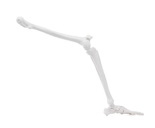 Photo of Artificial human skeleton model isolated on white, closeup