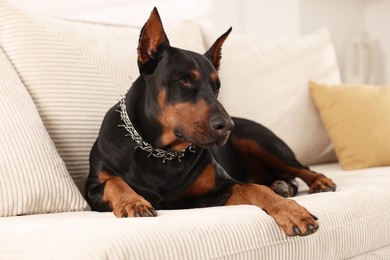 Photo of Adorable Doberman resting on sofa at home