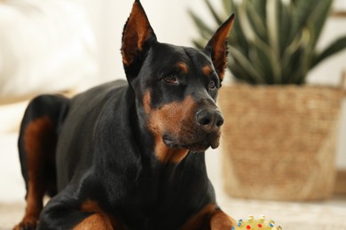 Photo of Adorable Doberman at home, closeup. Space for text