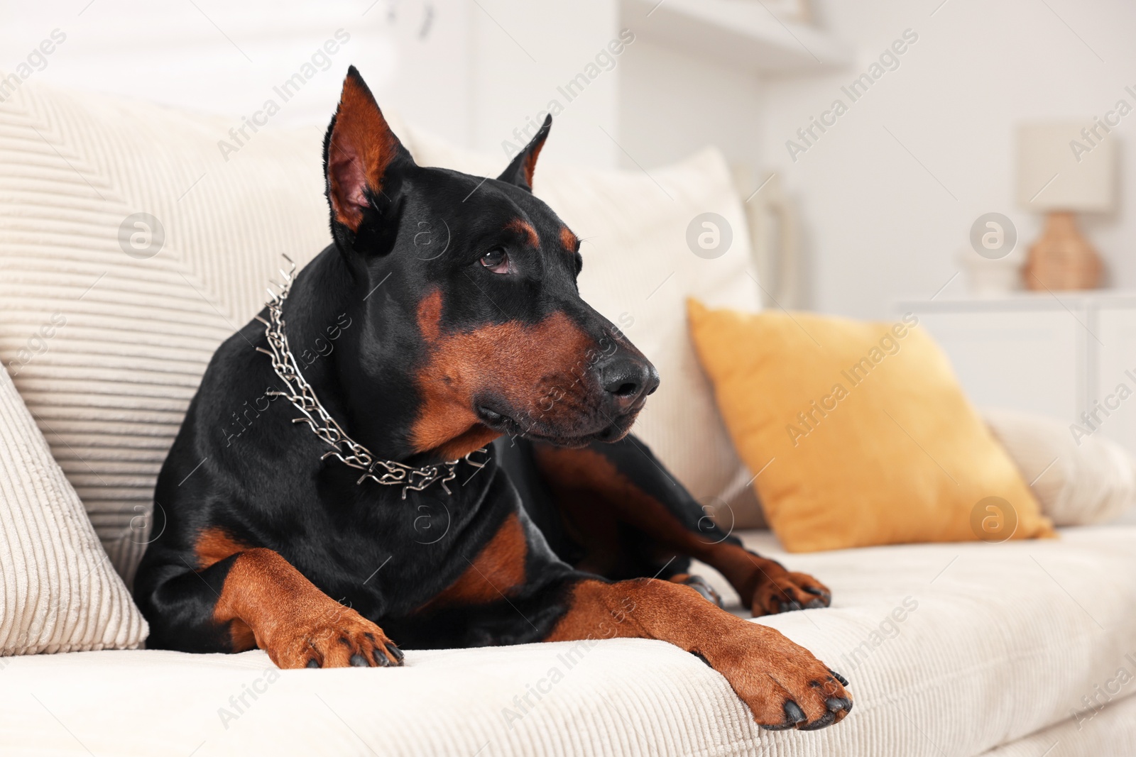 Adorable Doberman resting on sofa at home. Space for text Photo of Adorable Doberman resting on sofa at home. Space for text