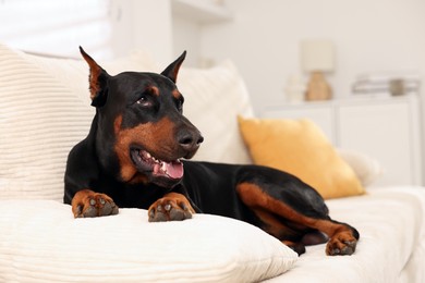 Photo of Adorable Doberman resting on sofa at home. Space for text