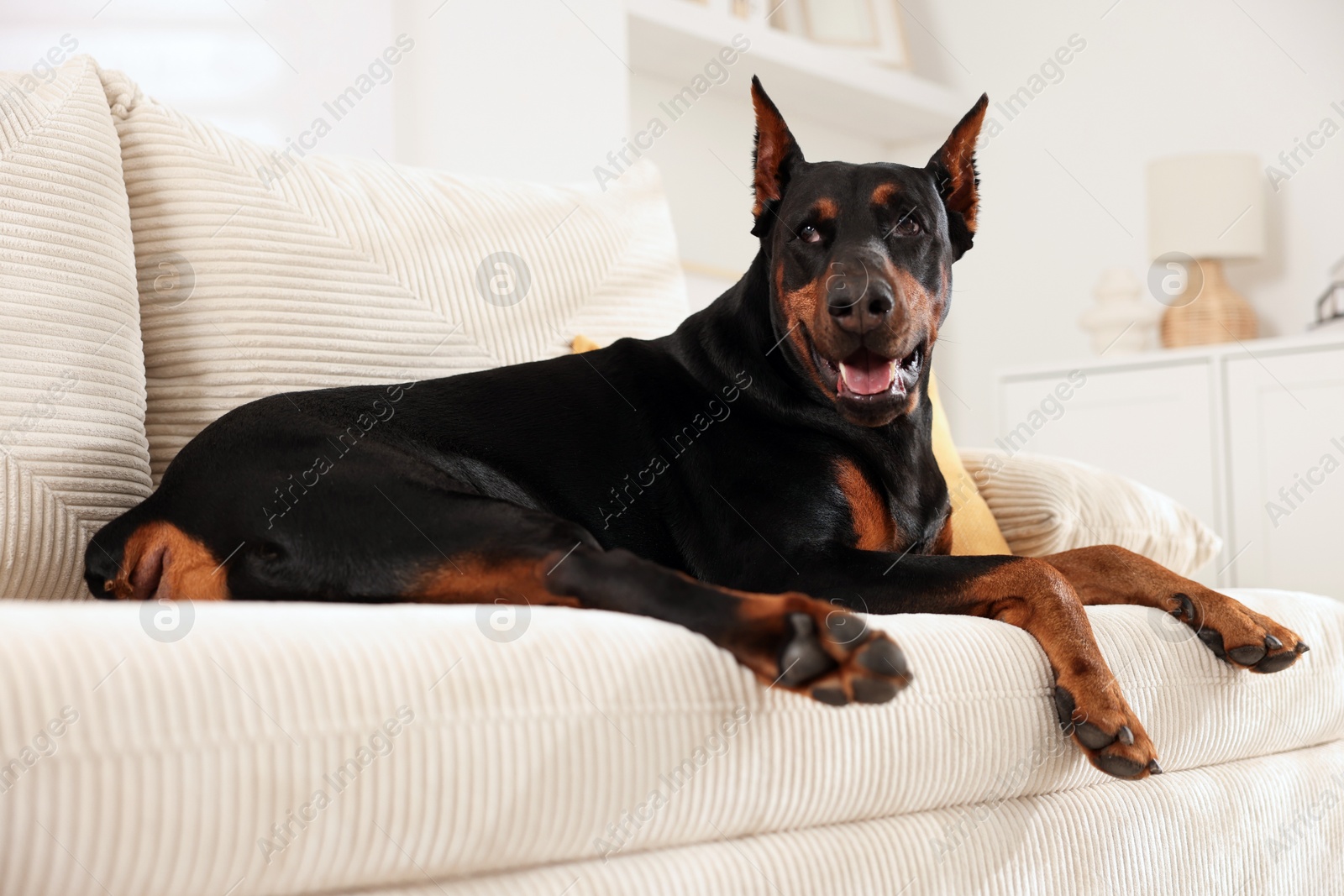 Adorable Doberman resting on sofa at home Photo of Adorable Doberman resting on sofa at home