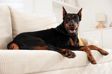 Photo of Adorable Doberman resting on sofa at home