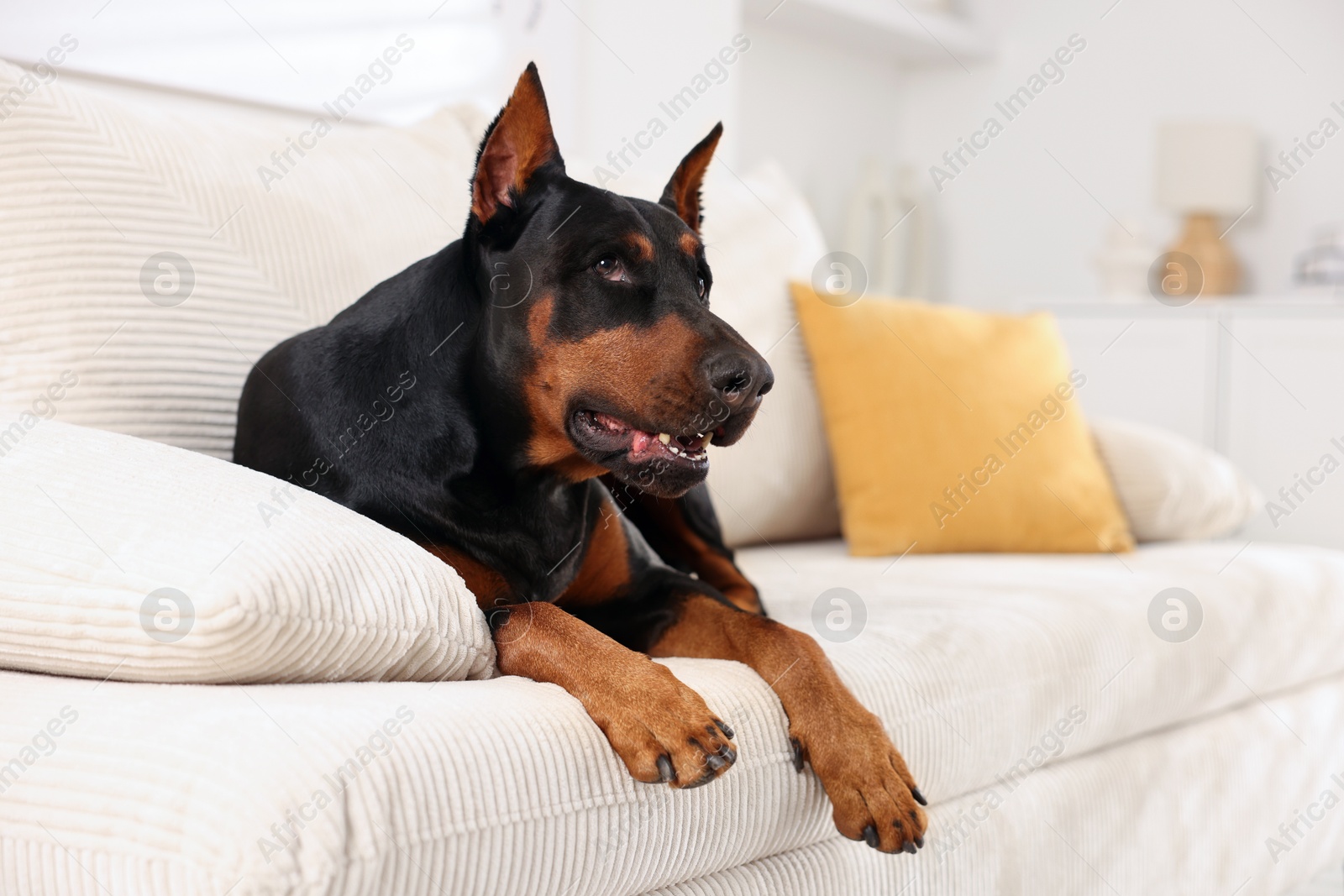 Adorable Doberman resting on sofa at home. Space for text Photo of Adorable Doberman resting on sofa at home. Space for text