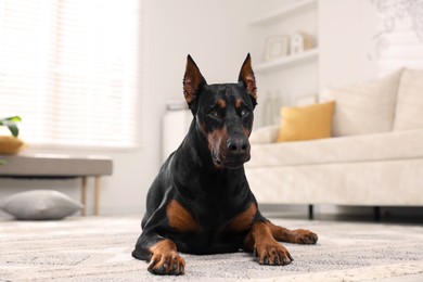Photo of Adorable Doberman resting on floor at home