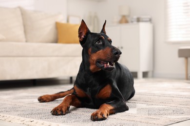 Photo of Adorable Doberman resting on floor at home