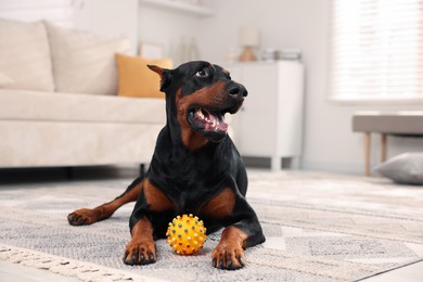 Photo of Adorable Doberman with toy on floor at home