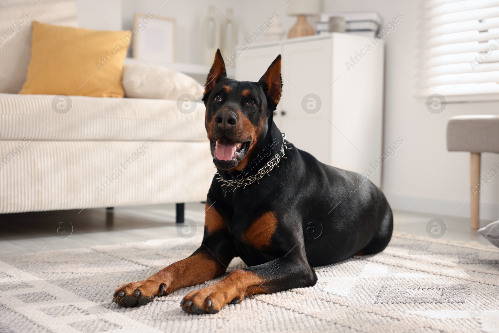 Adorable Doberman resting on floor at home Photo of Adorable Doberman resting on floor at home