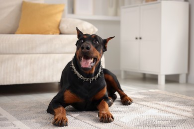 Photo of Adorable Doberman resting on floor at home