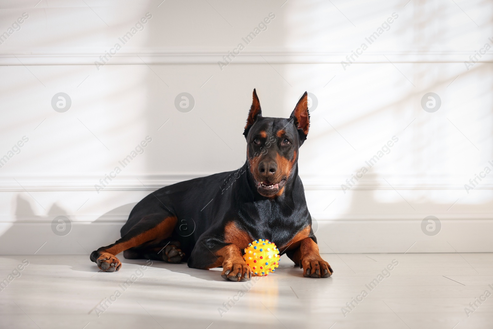 Adorable Doberman with toy on floor at home Photo of Adorable Doberman with toy on floor at home