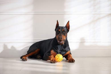 Photo of Adorable Doberman with toy on floor at home